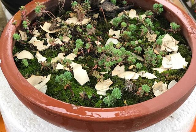 被忽视多年的薄雪万年草，重新回归花友视线，靠的是颜值