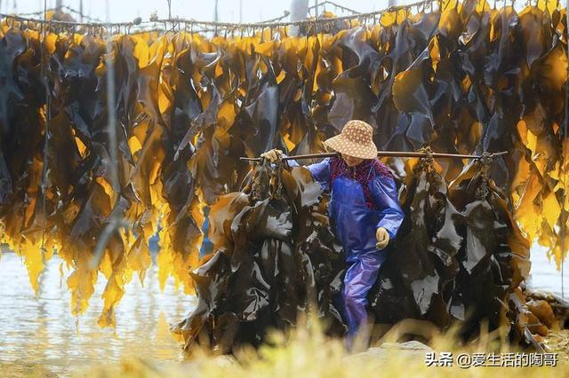 泡干海带直接放水煮？小妙招给你，海带营养不流失，肉厚鲜美好吃