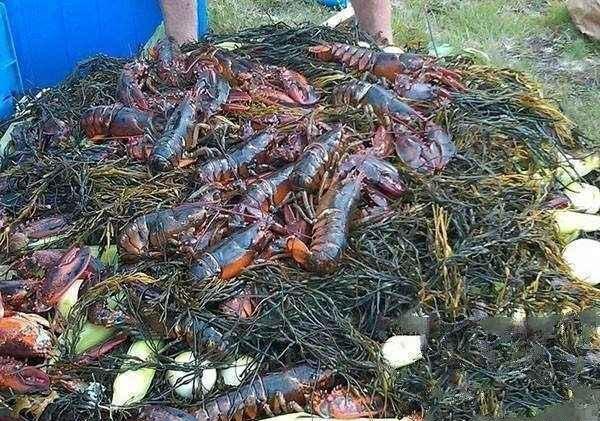 #趣旅游#外国人的野炊烧烤，中国吃货看了：简直是浪费粮食啊