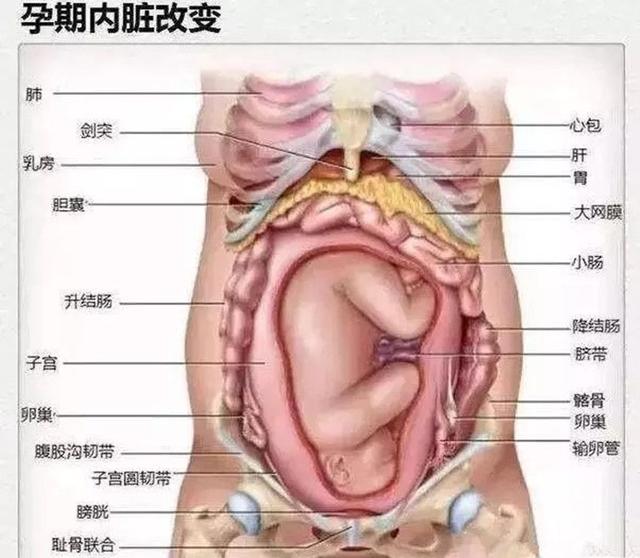 【超级宝妈】怀孕后，孕妇的内脏会有什么变化？看完就明白了，真的会特别心疼