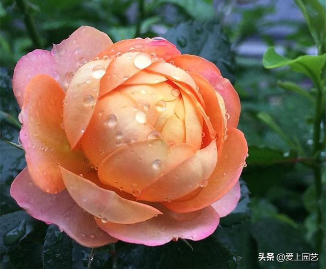 花开成串的小包子月季，首选浪漫三宝和她们的姐妹