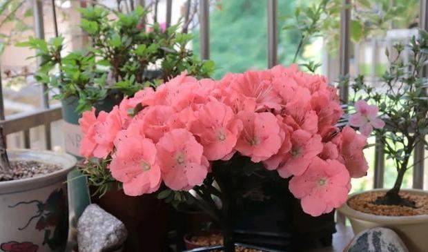 养杜鹃花，注意此3点，不掉一片叶，花朵颜色鲜艳