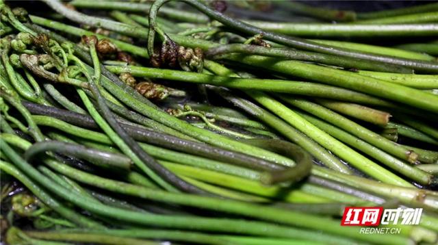 野菜|湖南新田：采摘一把春天的味道