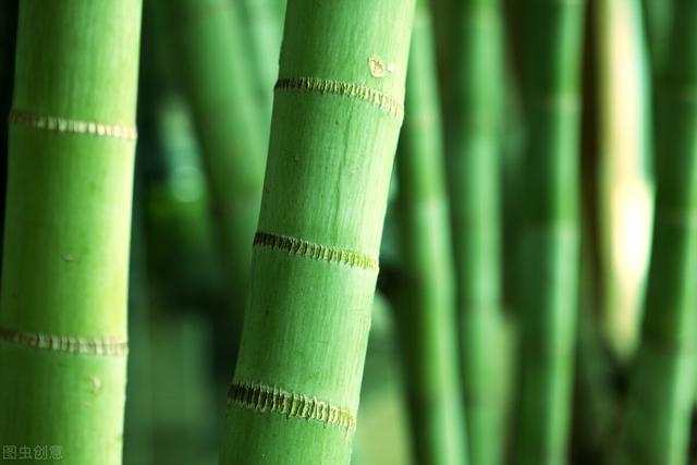 动物有牛黄等名贵中药，没想到植物也有类似的“宝”，称作天竹黄