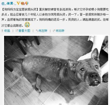 「你的育儿经」孩子喜欢虐待动物，未来或违法犯罪，家长别不当回事