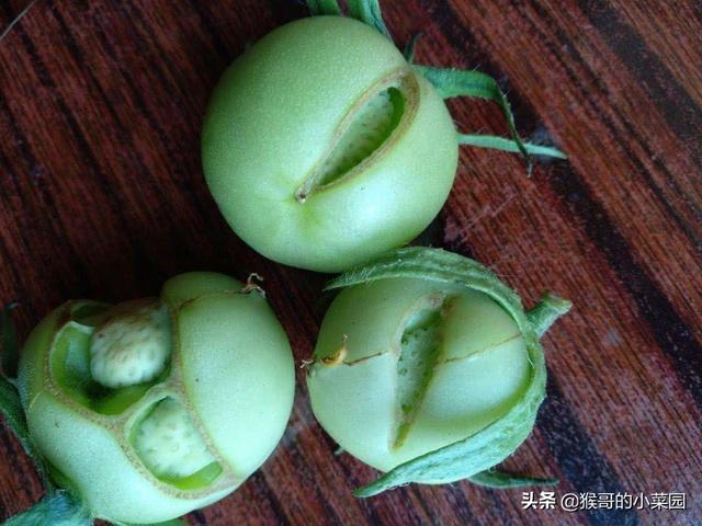 番茄果实"籽肉外翻"是裂果问题?判对症状,才能科学防治