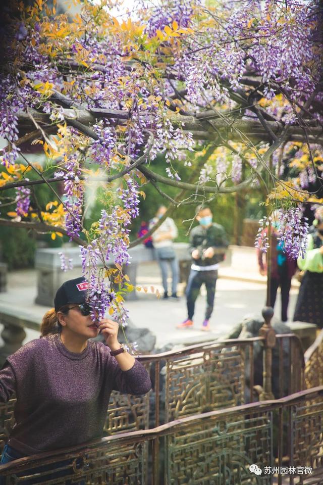 『玩乐足迹』去打卡!苏州园林紫藤花开,如梦的人间四月天来啦~