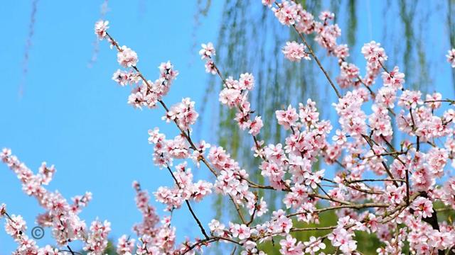 「旅行百事通」实名曝光西安这几个地方的春天，太美了…