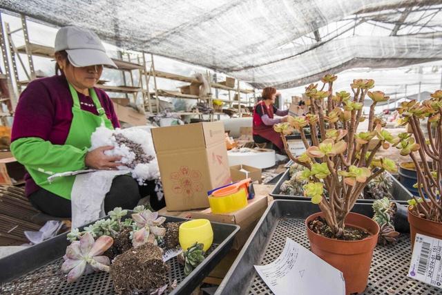 胖嘟嘟的多肉植物，迎来“双11”网购热潮，网友：可爱