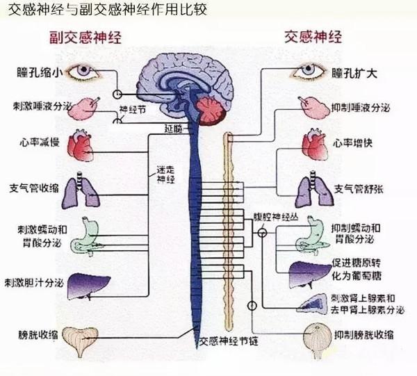 心电图|心电图“窦性心律不齐”是怎么回事儿？