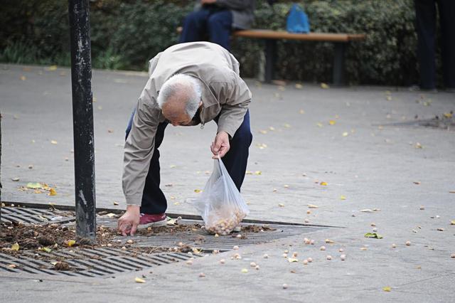 秋冬交际它是上海的颜值担当，可它掉的东西吃了可能要命