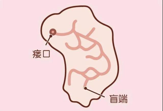 感染|长了“聪明洞”，真的会聪明吗？