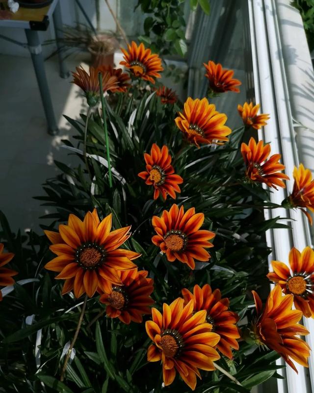 这种花超耐寒，看着像“假花”，养起来很轻松，开起花来很优秀