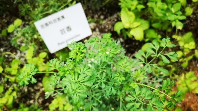 新人小白也能种植的香草植物，简单5步就能达成