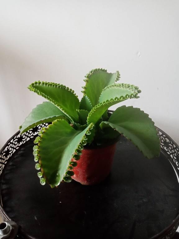 折腾不死的五种花，两个月不浇水，照样水灵灵