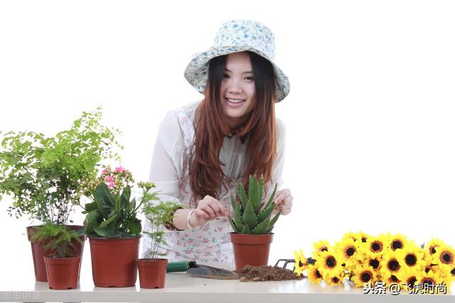 家庭养花记住四个要点，花卉不但长得好，管理起来轻松又省心