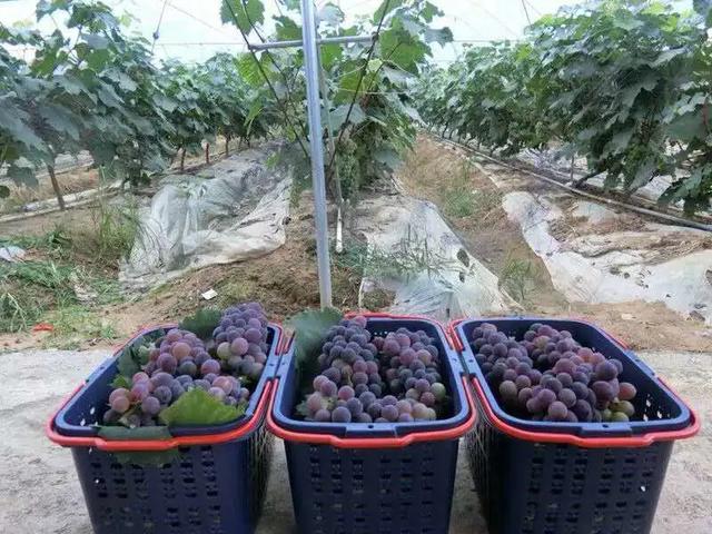 【超级宝妈】别样过假期，携手共育促成长——家乡篇