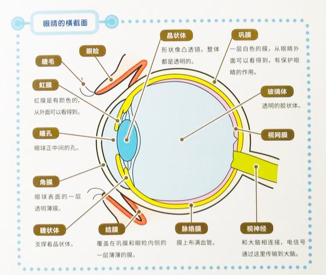 【超级宝妈】为啥近视看不清，为啥非要做眼操？关于眼睛的奥秘都在这里