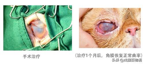 超级宝妈|小心毛孩子这些眼病 可能导致失明