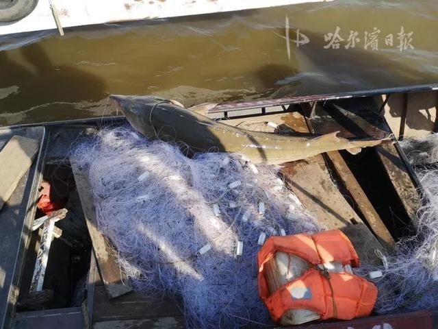 环球网一网下去,黑龙江渔民捞起两个“活化石”……立即放生