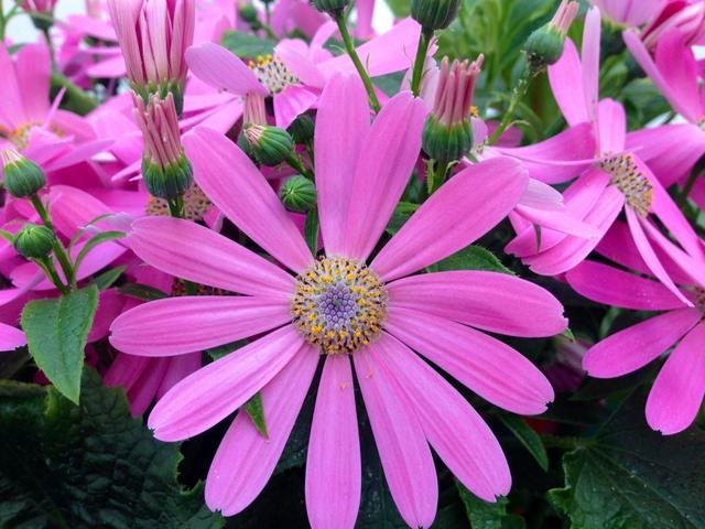 瓜叶菊、茶花、仙客来开花美，秋冬养护有技巧，根壮叶绿开花美