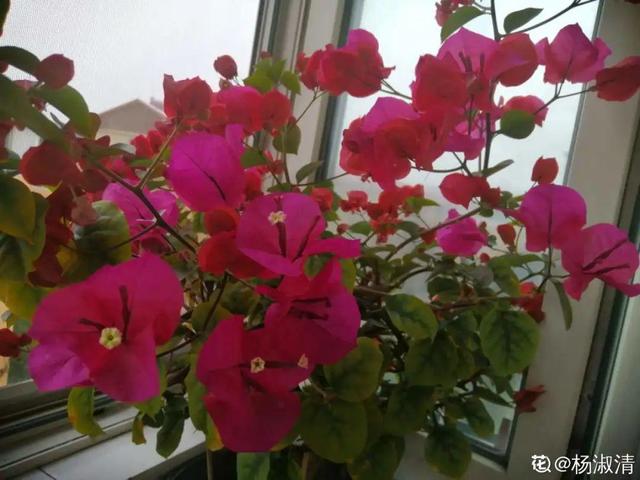 养三角梅，这几点做不对，光长叶子不开花