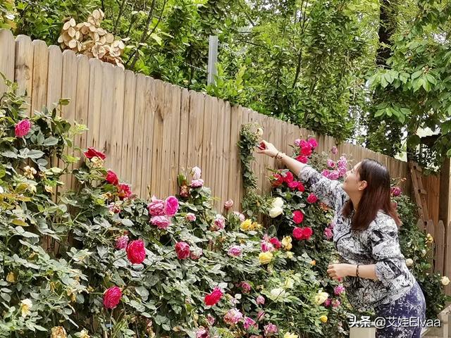 时尚探究社54岁周海媚发福了，紧身奶奶裤剪花110斤穿出120斤，腿粗得不敢P