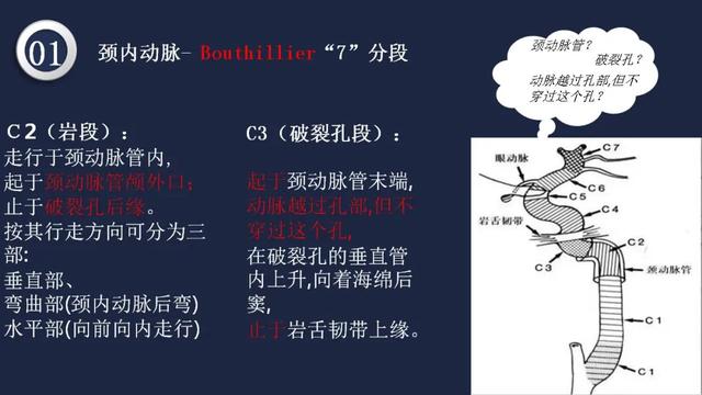 头颈动脉系统相关解剖