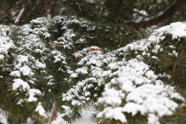 定格！雪中海大