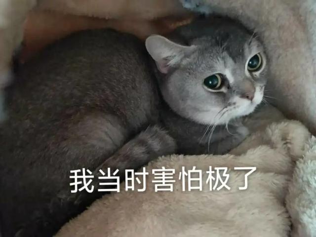 「芒果都市」深刻教训！两孩子反复发热超6天！父母不敢送医！导致病情加重