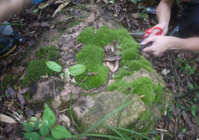路边野草，种盆里变成值钱盆景，超好养还好看