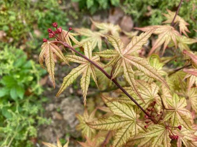 枫树|有图有真相，春天的枫叶实在太迷人了，浙江有人卖它年入百万