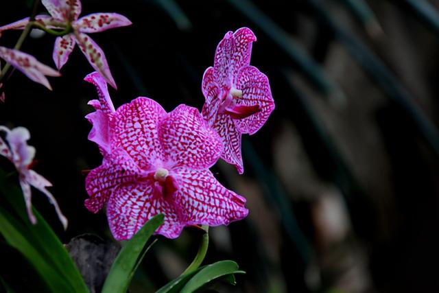 这“三类花”都相克，养一块“危害大”难开花，还会影响家人健康