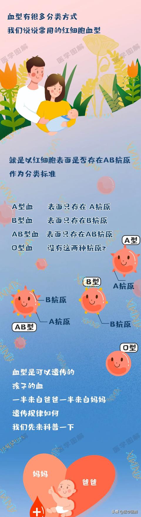 [你的育儿经]宝宝的血型竟然会和父母的不同丨医学图解