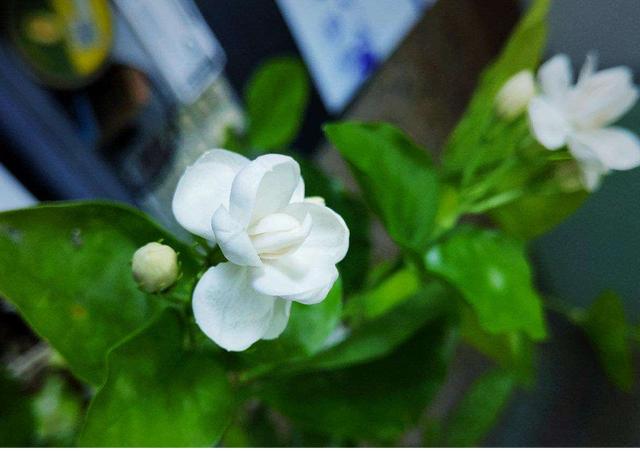 入冬之后买花要注意，这3种花不要随意去买，纯粹浪费钱