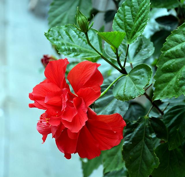 这3种花多“淋雨”有好处，碰上雨天淋一淋，叶子蹿新快、开花多