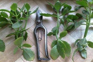 枝条|养长寿花6年，总结“5点”经验，一盆能变50盆，开花停不下来