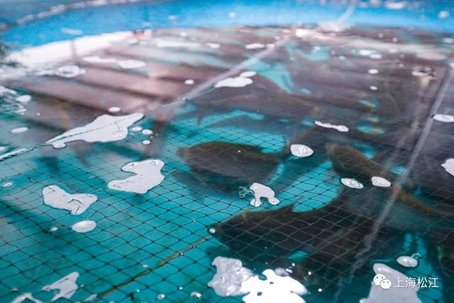 一尾养三年，要瘦身、要筛选，松江这种鱼好吃是有原因的