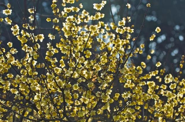 蜡梅|气温回暖，上海植物园‘两梅’腊月齐争辉