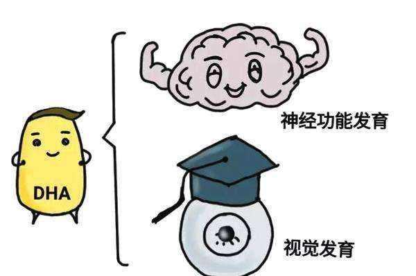 夏末甩蓝颜|大脑中的奇迹
