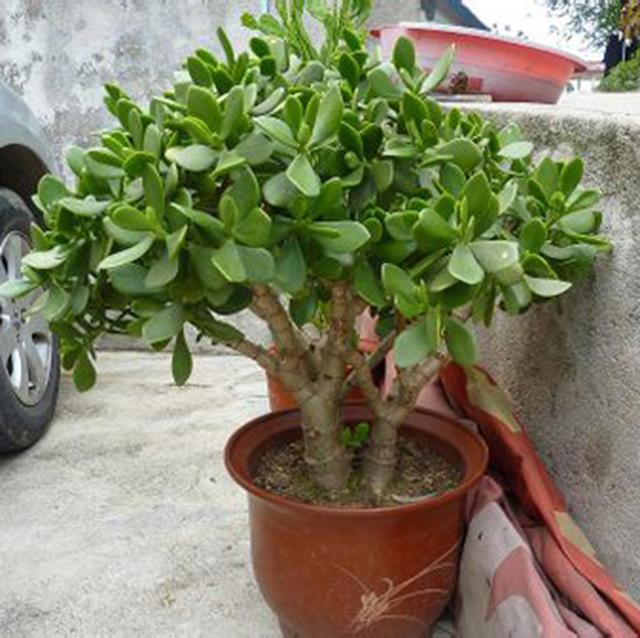 植株|捡到“烂根玉树”，主干比胳膊还粗，做了3步，一月后生根发芽