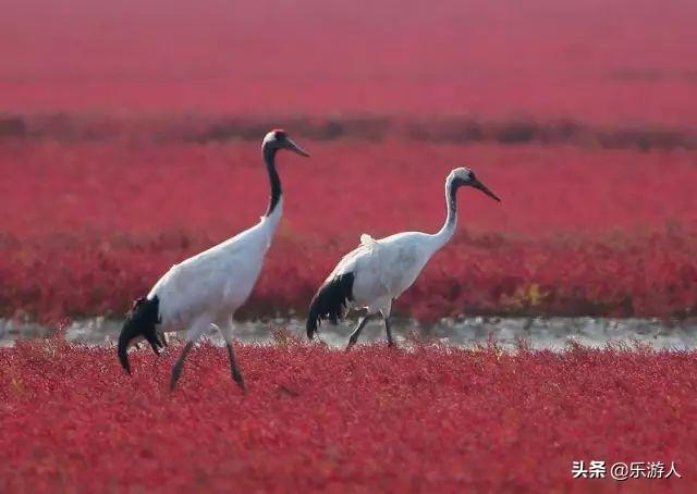 #行路万里#辽宁竟私藏了一片颜值超高的红海滩