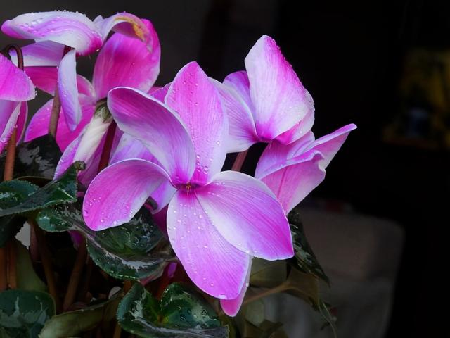 一到冬天绿萝就黄叶，怎么让叶子绿油油过冬？先做好这几点