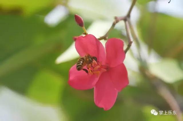 旅行柚子君■这个春天,乐东的花又开好了 趁着花期,可以出去赏花哦!