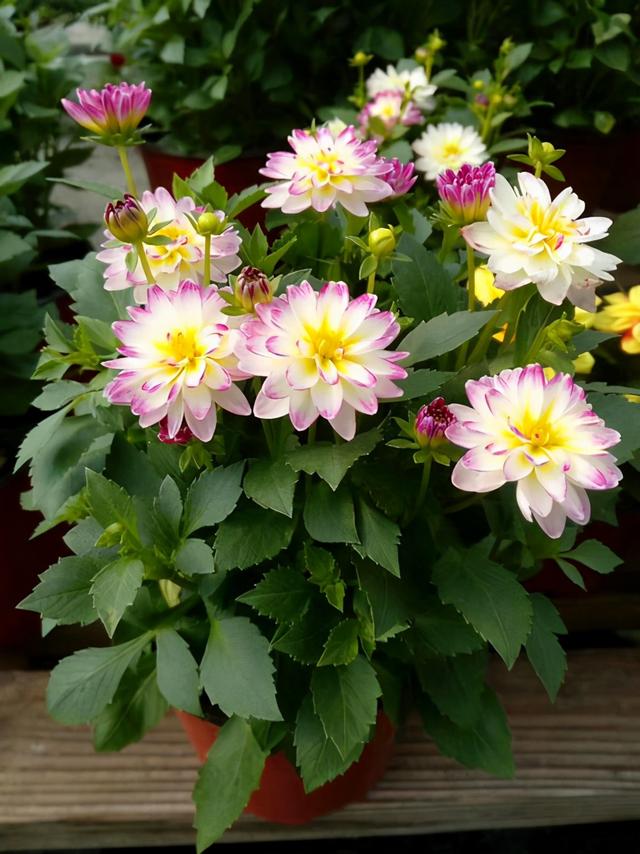 一种听名字很土气的花，开花却是拳头大，盆栽养护更注重方法