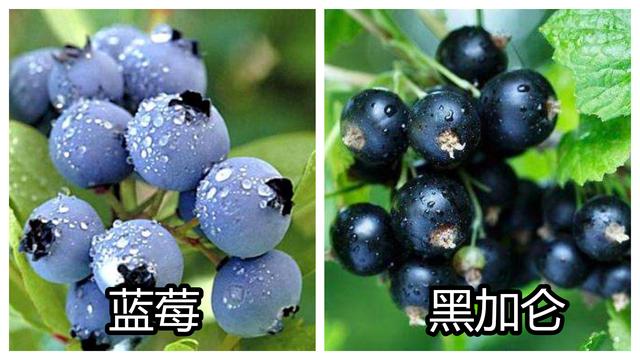 水果中“孪生兄弟”，一个“青铜”，一个“王者”，你都吃过吗？