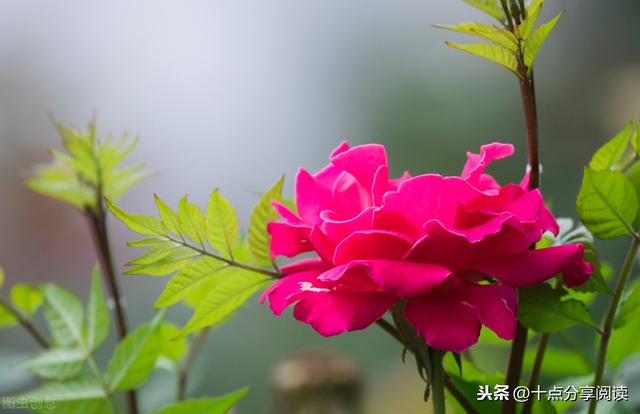 让孩子赢在生命形成的一刹那