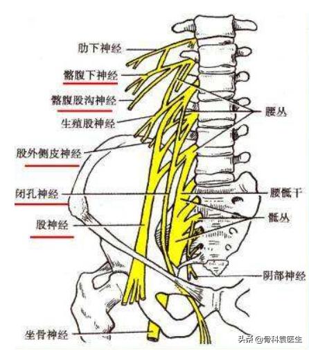 膝关节疼痛|膝关节位置的疼痛，第二大凶手，就是这根神经