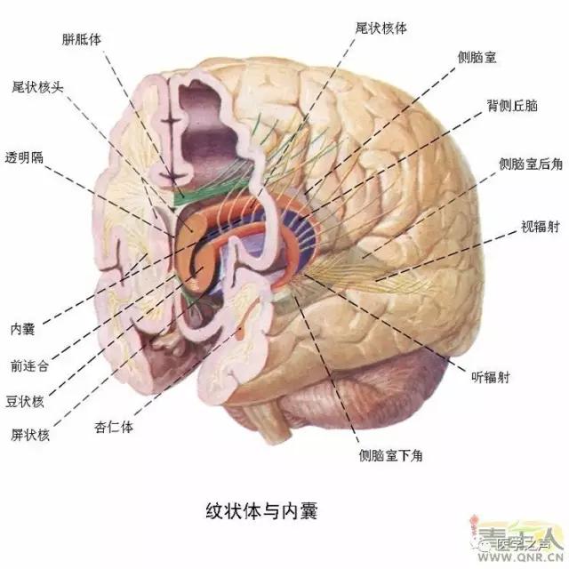 WoW，最全神经系统解剖图来了