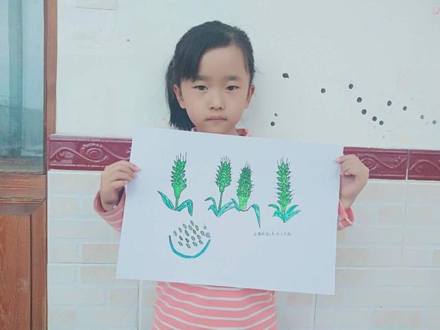 [超级宝妈]麦穗渐满，小得盈满——陈庄镇集贤幼儿园开展小满节气系列活动